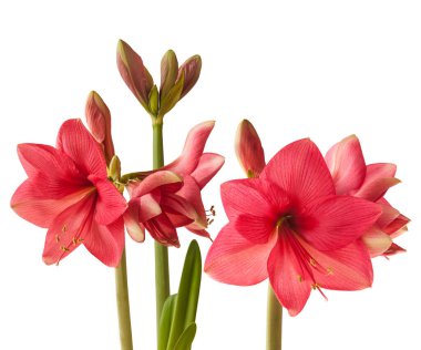 Beyaz arkaplan üzerindeki Bud ve çiçek koyu pembe Amaryllis (Hippeastrum) Galaxy Grubu 