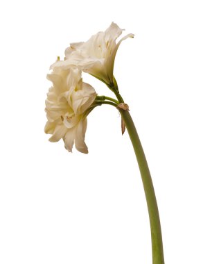 Beyaz arka planda çiçek açan beyaz hippeastrum (amaryllis) Çift Elmas Grubu veya sonatini 