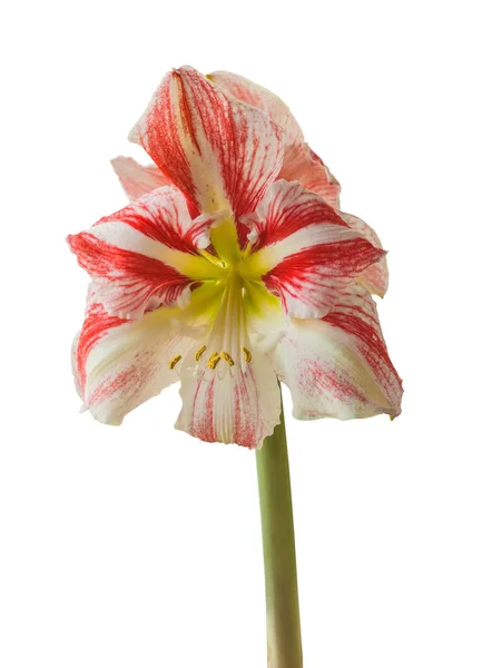 Bloom Red White Amaryllis Hippeastrum Galaxy Group Clown White Background — Stock Photo, Image