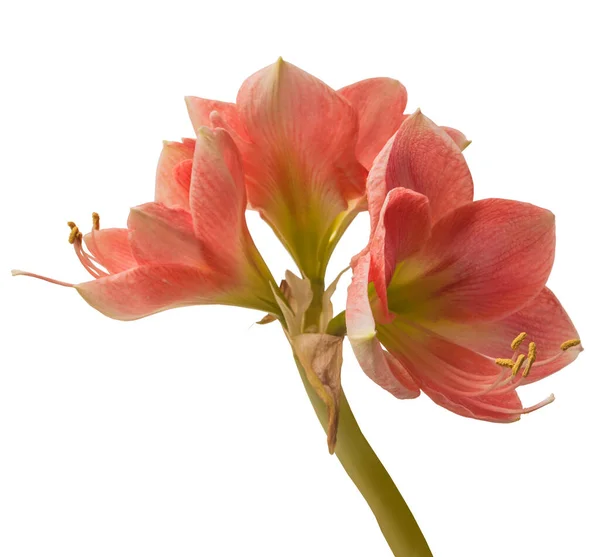 Blooming Pink Hippeastrum Amaryllis Galaxy Group Розалія Білому Тлі Ізольована — стокове фото