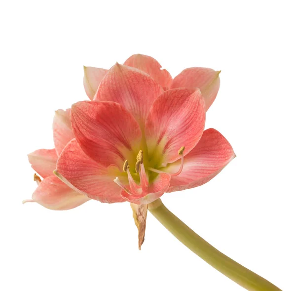 Berkembang Pink Hippeastrum Amaryllis Galaxy Group Rosalia Pada Latar Belakang — Stok Foto