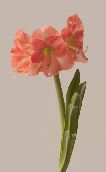꽃피는 분홍빛 아스트 Amaryllis 로잘리아 가회색 바탕에 — 스톡 사진