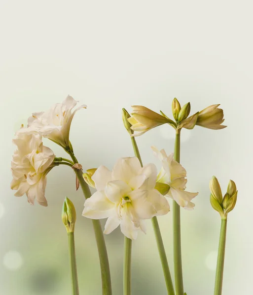 Blooming White Hippeastrum Amaryllis Double Diamond Group Sonatini Alasca Grey — стокове фото