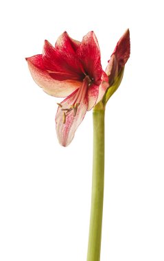 Bud Hippeastrum (amaryllis) Galaksi Grubu Daphne 'nin beyaz arka planı izole.
