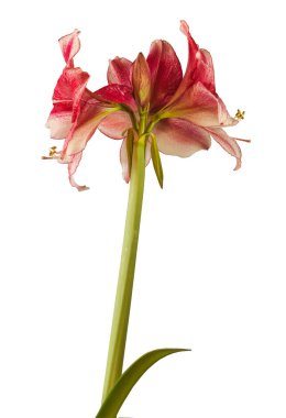 Beyaz arkaplandaki koyu mor Hippeastrum (amarillis) Galaksi Grubu 