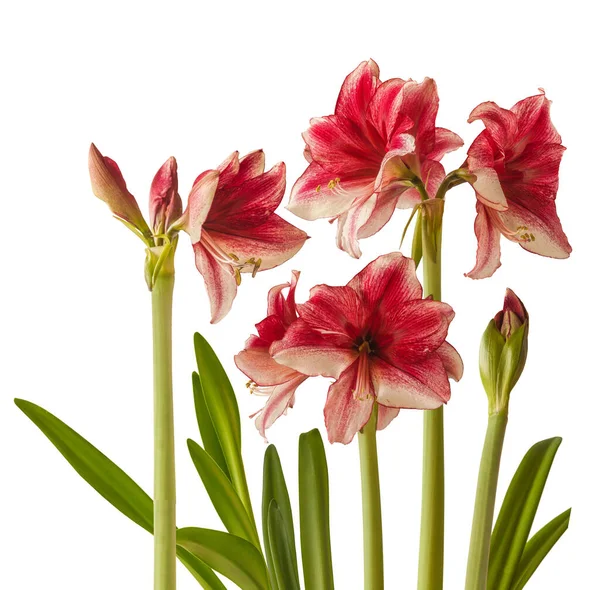 Bloom Dark Purple Hippeastrum Amaryllis Galaxy Group Daphne White Background — Stock Photo, Image