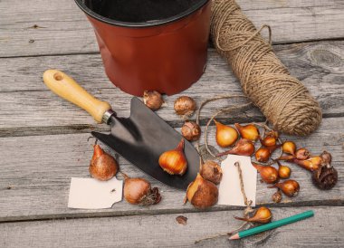 daha önce dikim lale soğanı