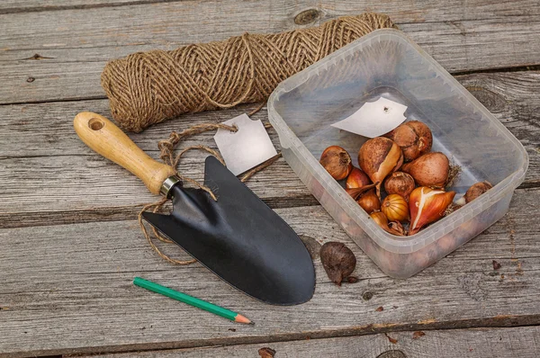 Tulip bulbs before planting — Stock Photo, Image