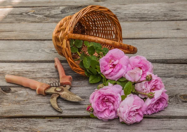 Wild roses — Stock Photo, Image