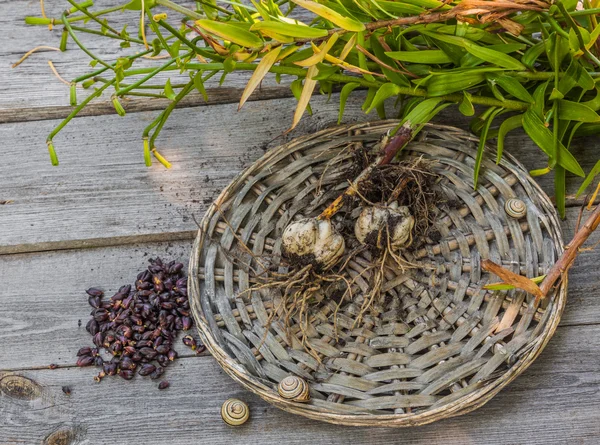 Tubers and bulbs of lilies — Stock Photo, Image