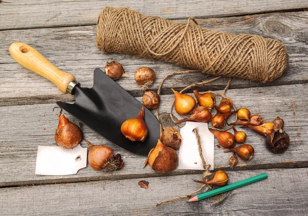 Aanplant bollen tulpen — Stockfoto