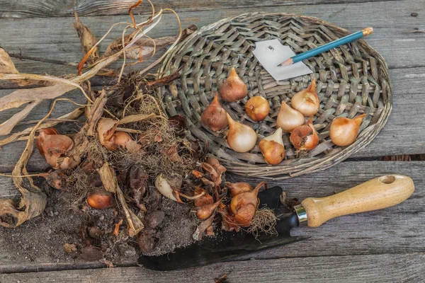 Soort gegraven tulpenbollen — Stockfoto