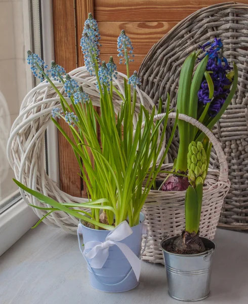 Muscari et jacinthes en pot — Photo