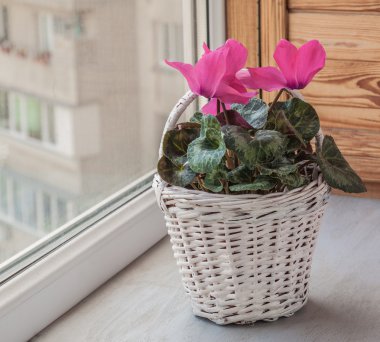 pembe Siklamen çiçekler