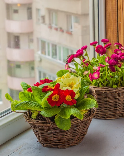 Primrose and daisies — Stock Photo, Image