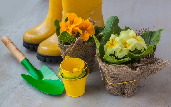 Gelbe Primeln — Stockfoto