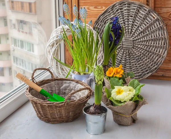 Hyacinths and primroses — Stock Photo, Image