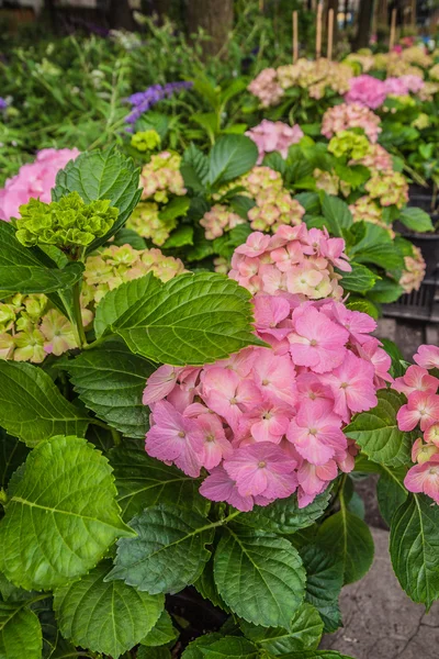 Roze hortensia 's — Stockfoto