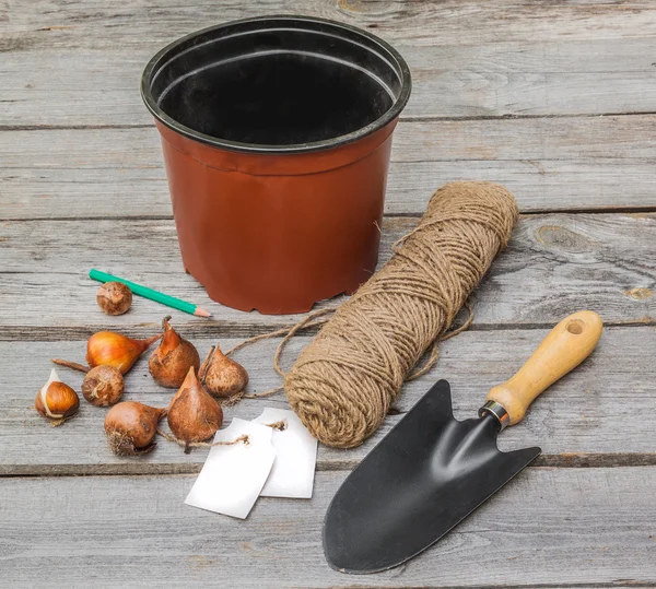 Tulpenzwiebeln — Stockfoto