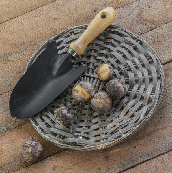 Bollen van decoratieve UI — Stockfoto