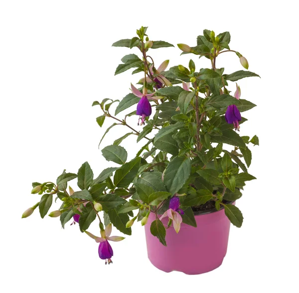 Fuchsia på vit — Stockfoto