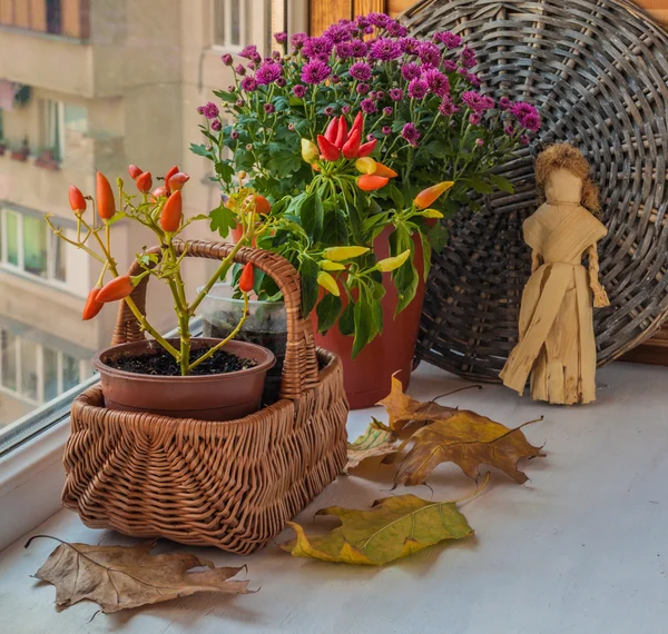 Autumn arrangement — Stock Photo, Image