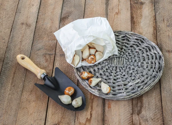 Bollen en tuin schop — Stockfoto