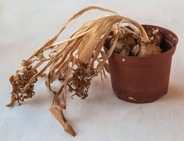 Torkade hyacint i kruka — Stockfoto