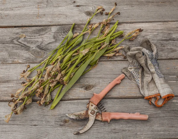 Verblasste Schwertlilien und Gartenscheren — Stockfoto