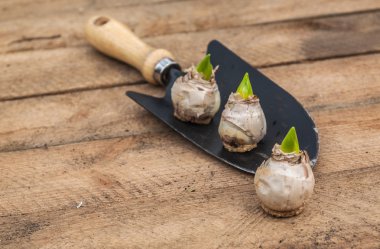 Üç sümbül soğanları