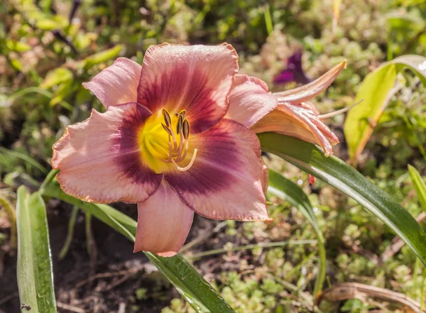 Blommande Hemerocallis — Stockfoto