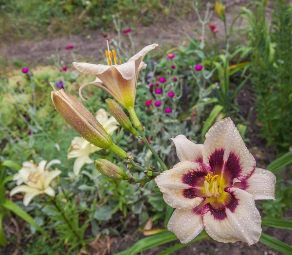 Hemerocallis florescendo — Fotografia de Stock