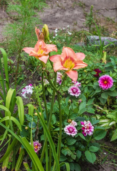 Bunga Daylili dan bunga dahlia kerdil — Stok Foto