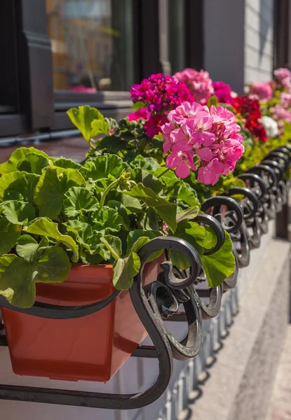 Pelargonium kvetoucí — Stock fotografie