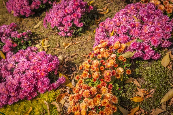 Shrubs chrysanthemum — Stock Photo, Image