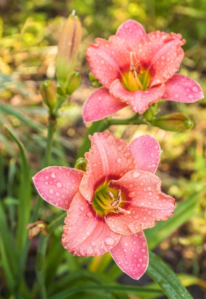 Hemerocallis florescendo — Fotografia de Stock