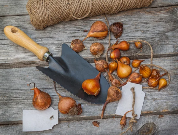 Bollen van tulpen — Stockfoto