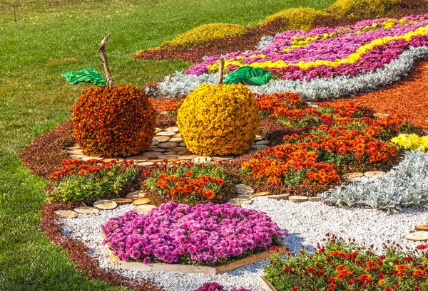 Chrysanthemums Landscape Park — Stock Photo, Image