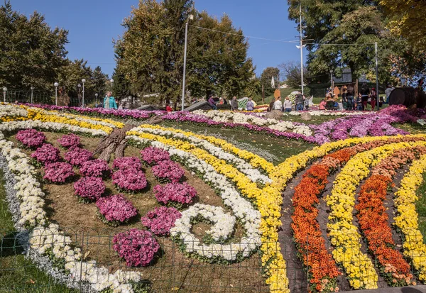 Chrysanthemums Landscape Park — Stock Photo, Image