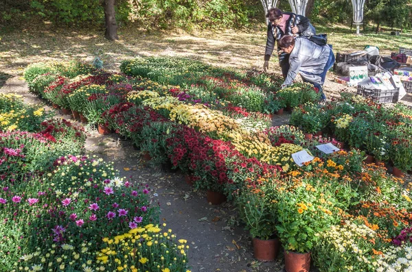 Chrysanthemumsr Landscape Park — Stock Photo, Image