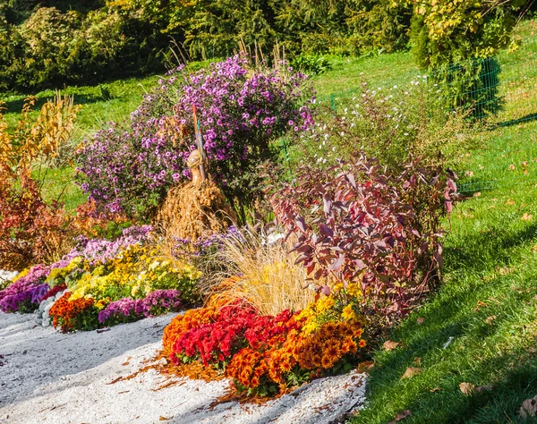Chrysanthemums Show Landscape Park — Stock Photo, Image
