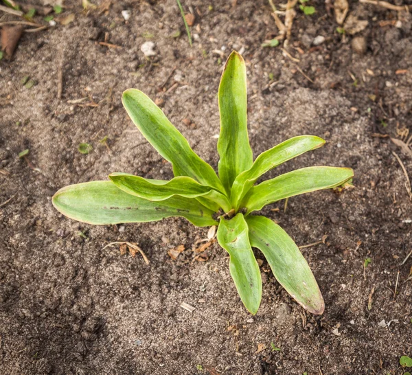 Germen de lirio blanco — Foto de Stock