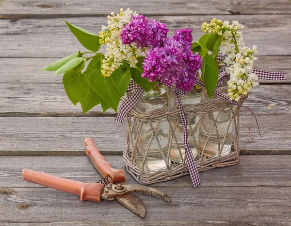 Purple-blue lilac — Stock Photo, Image