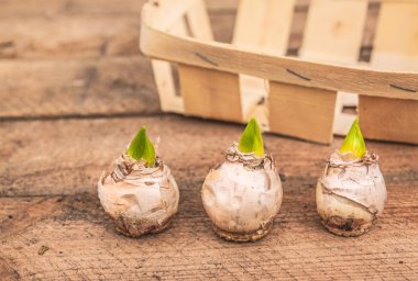 Üç sümbül soğanları