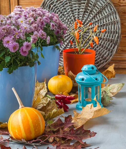 Pumpkin, pepper and chrysanthemum — Stock Photo, Image