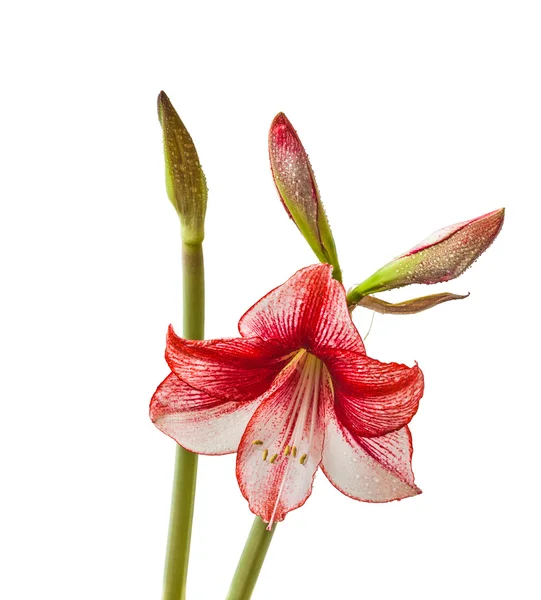 White Hippeastrum with red stripes — Stock Photo, Image