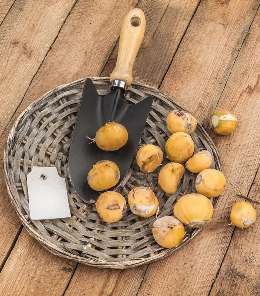 Leuchtmittel dekorative Schleife — Stockfoto