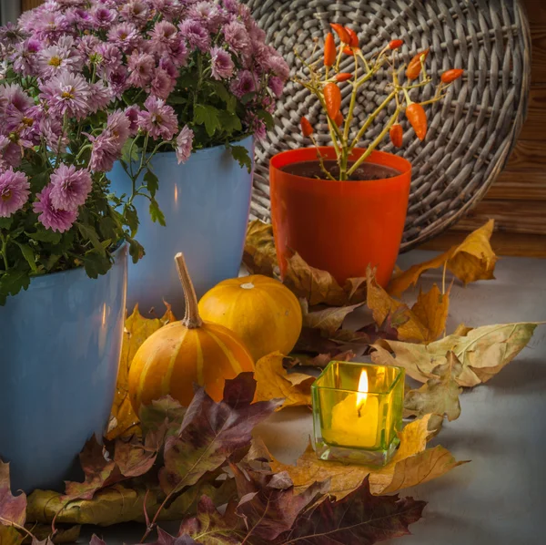 Pumpkin and chrysanthemum — Stock Photo, Image