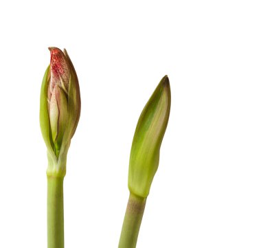 Beyaz Hippeastrum kırmızı çizgili