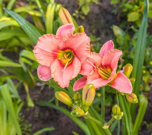 Blommande Hemerocallis i droppar vatten — Stockfoto